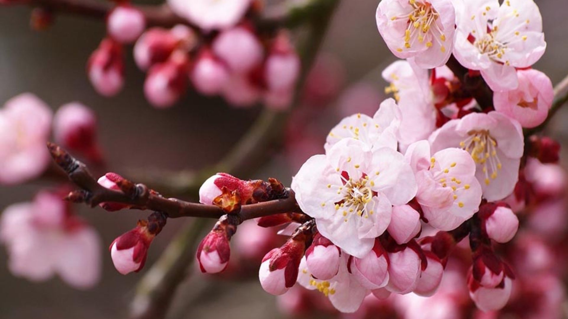 Hoa Đào phổ biến trong dịp Tết